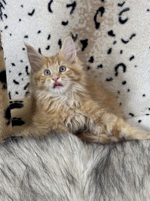 Ласкаві Мейн-кунчики