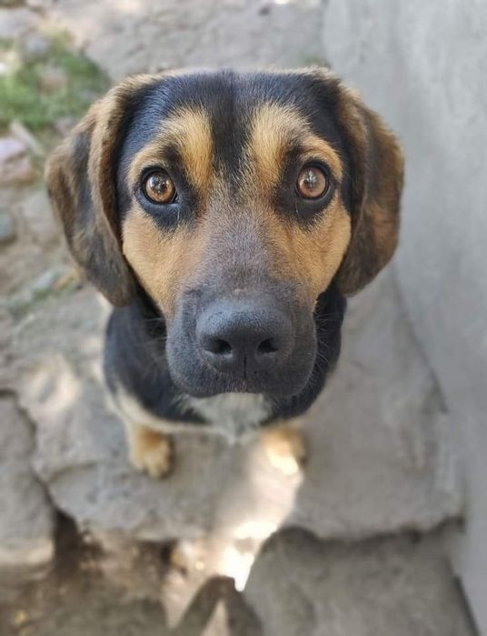 Zaginął pies / podpalany czarny /okolice Oławy / nagroda 1000 zł!!!