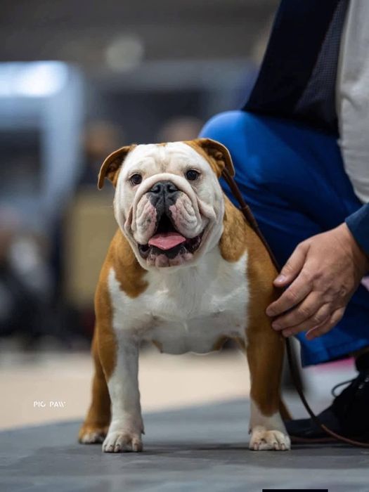 Buldog angielski suczka z rodowodem ZKwP (FCI)