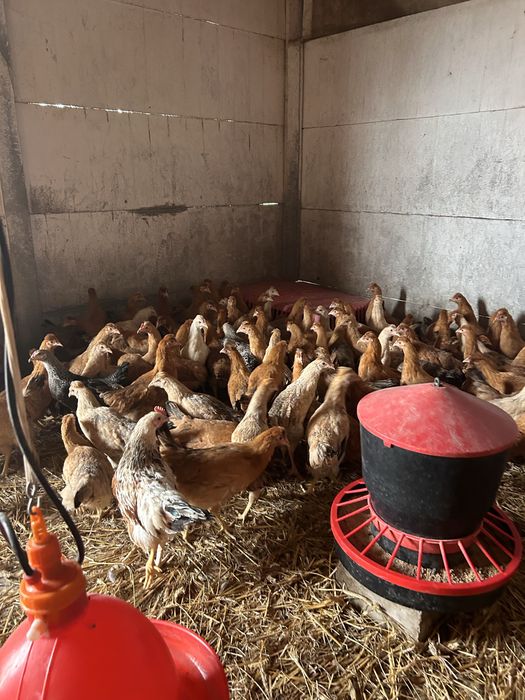 Kura nioska Green Shell