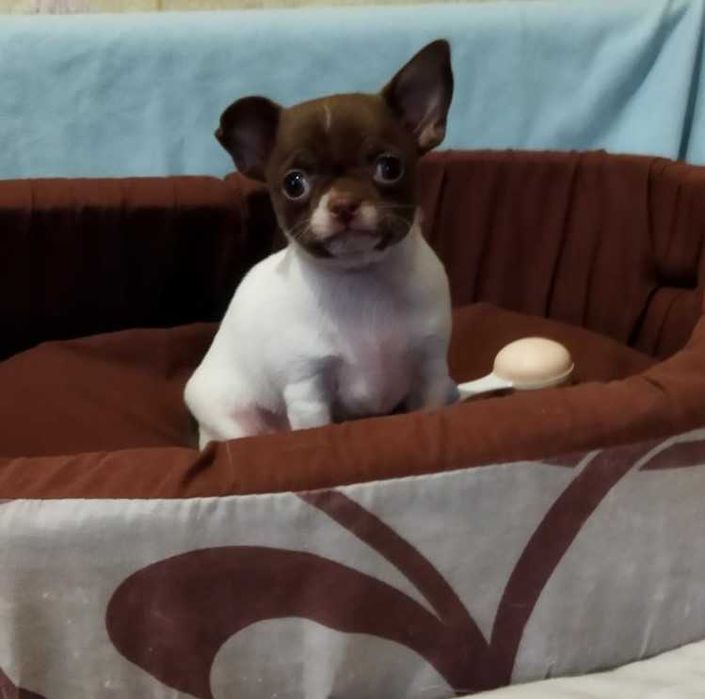 Красивая - девчонка чихуахуа.