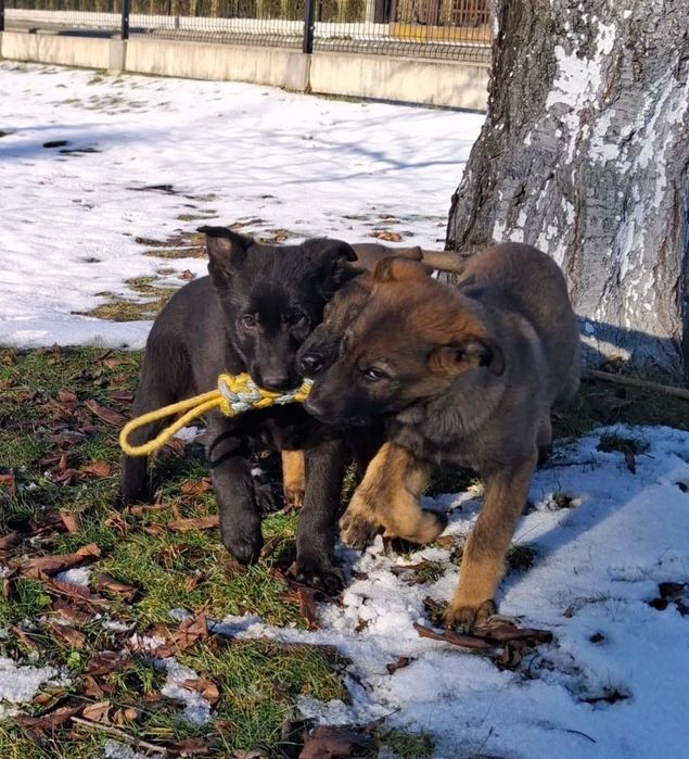 Owczarek niemiecki krótkowłosy wilczasty linia użytkowa, rodzice FCI