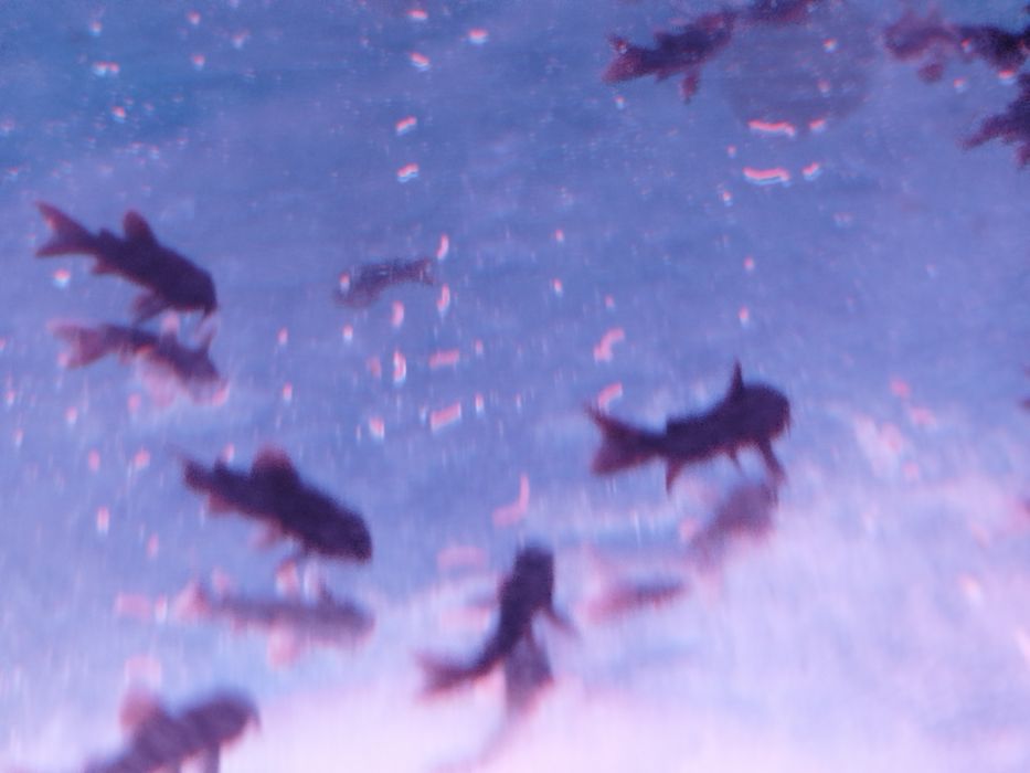 Kirys czarny corydoras scultzei