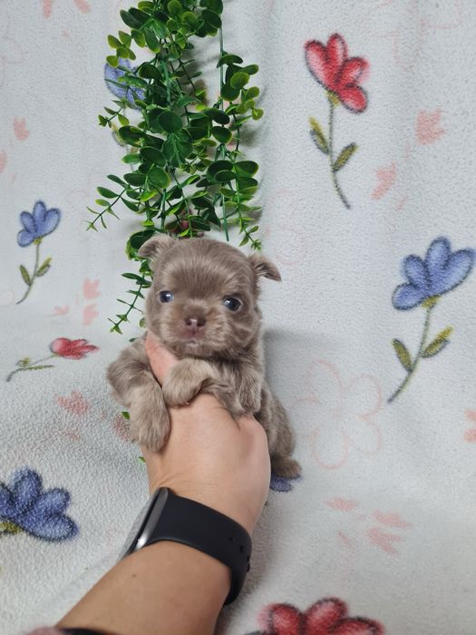 Excelente menino mini chihuahua/chiuaua linhagem Russa.Qualidd