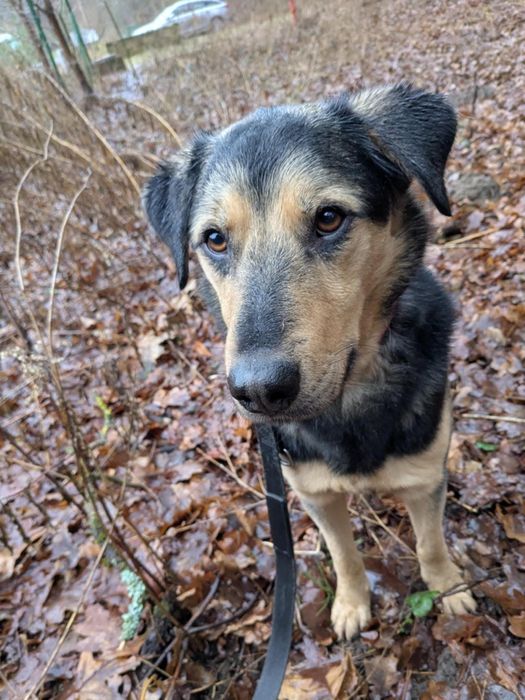 Samotny Rino do adopcji