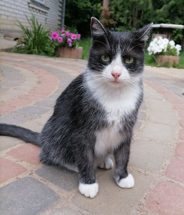 Малуша - вишукана киця у добрі руки!