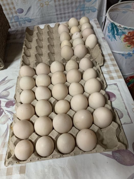 Ovos de pata caseiros 4.00 a dúzia