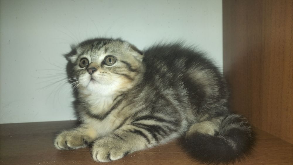 Кошенята.в наявності хлопчикі та дівчата.