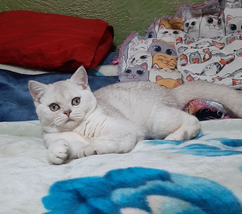 Мальчик шиншилка