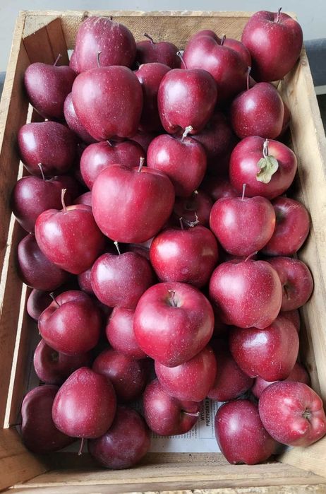 Sprzedaż jabłek z własnego gospodarstwa