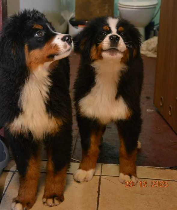 berneński pies pasterski piesek szczeniak szczenię berneńczyk rodowód