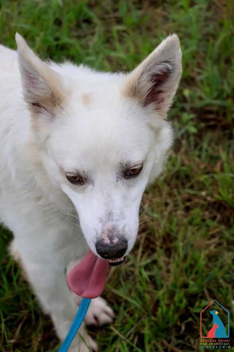 Śliczny, młody, wesoły piesek do adopcji - wspaniały charakter