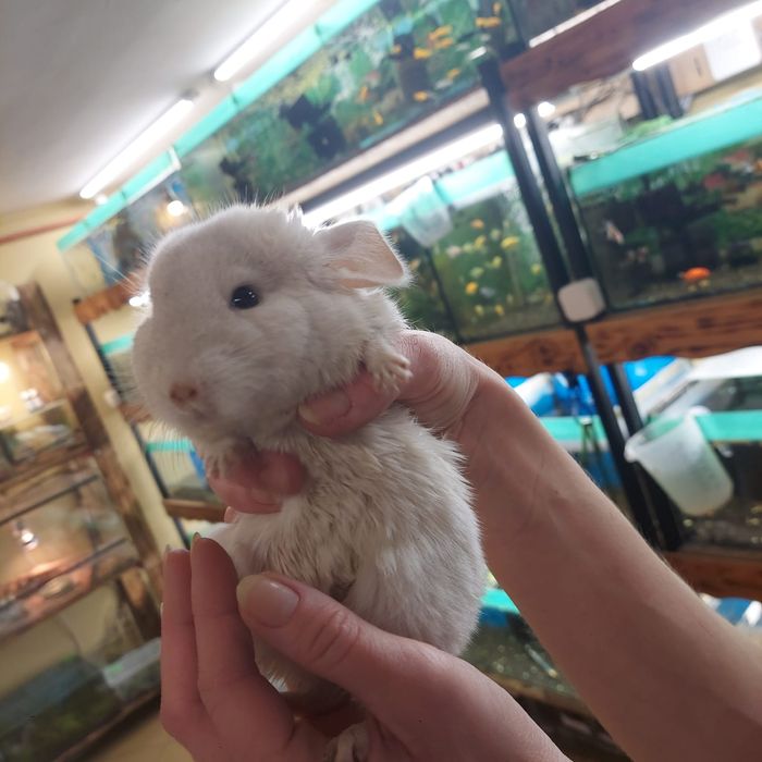 Szynszyle standard , białe oraz bleck ebonay