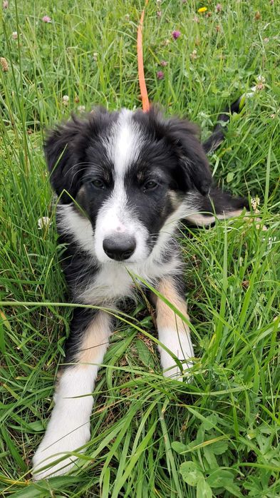 Border Collie - piesek BERNIE - z hodowli NEGRESSE