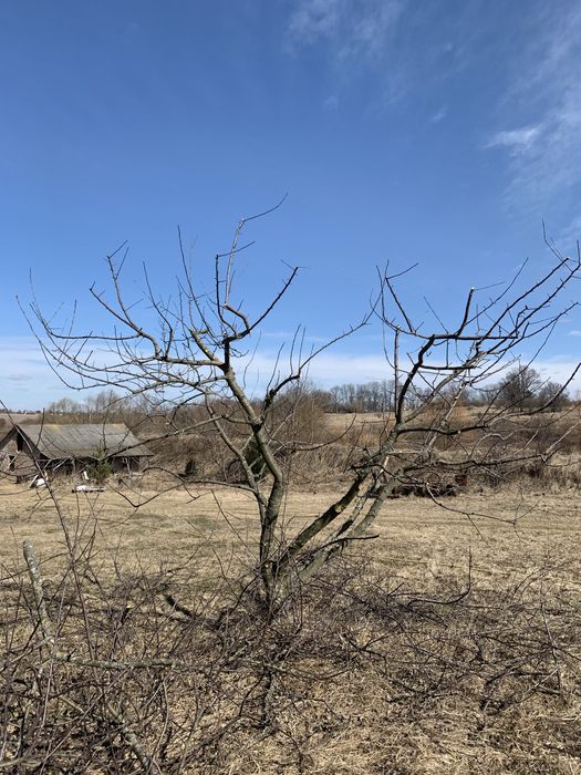 Обрізка плодових дерев. Обрізка саду