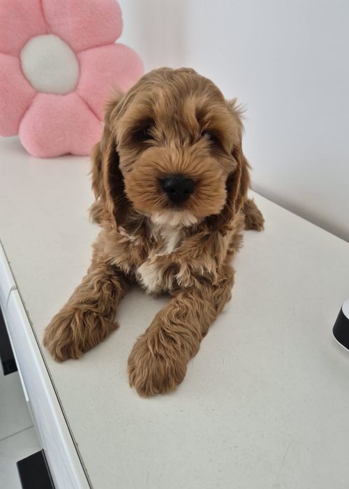 Cockapoo f1 Cockerspaniel & Pudel