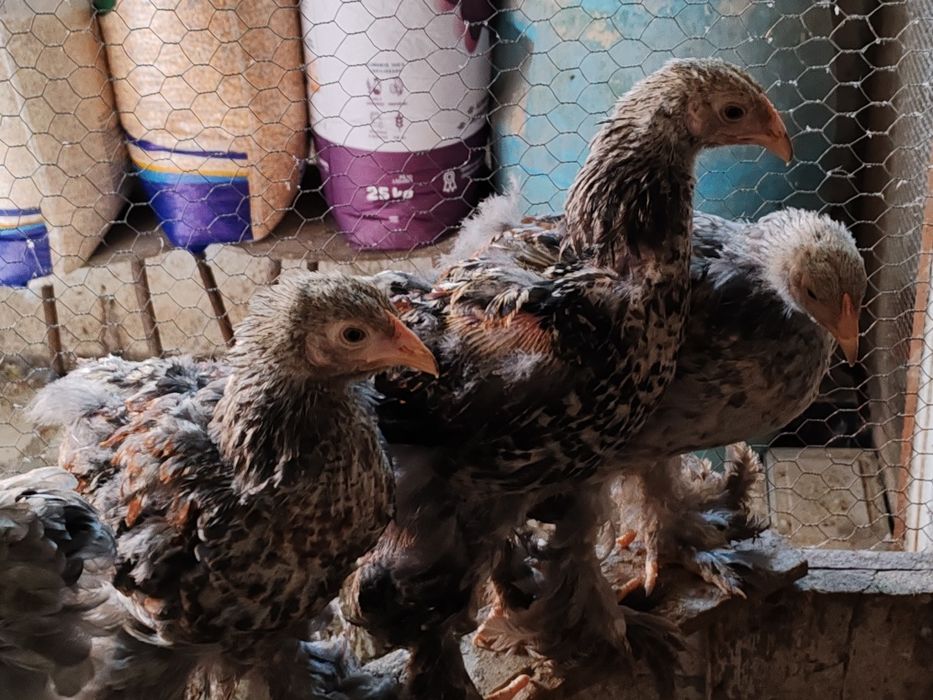 Galos Brahmas juvenis 26