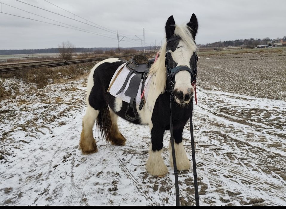 Klacz koń tinker