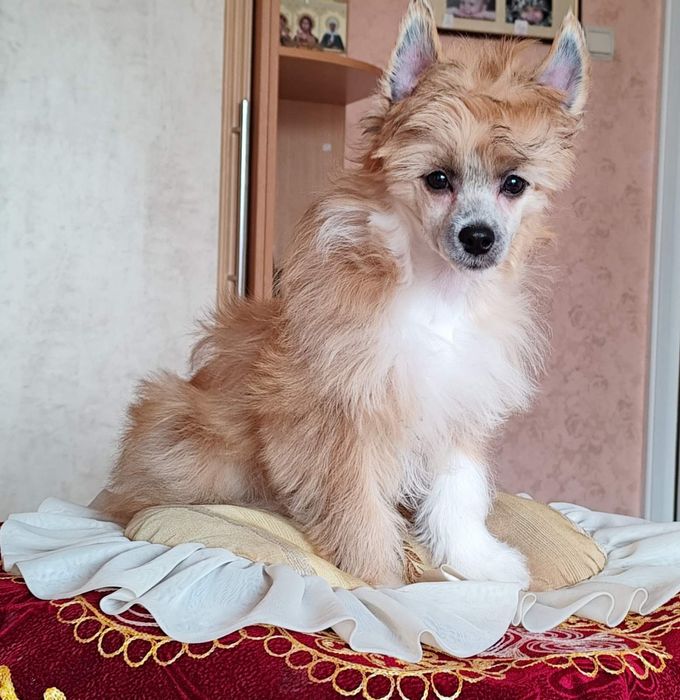 Пухнасте цуценя китайської хохлатої