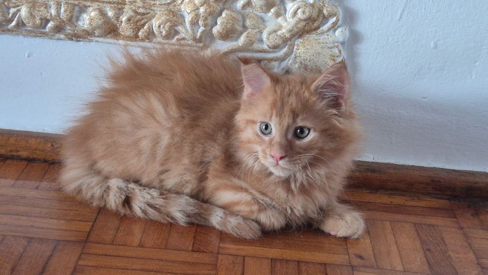 Maine Coon rudy kocurek