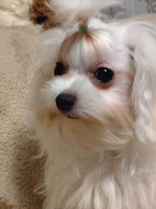 Маленька дівчинка мальтезе