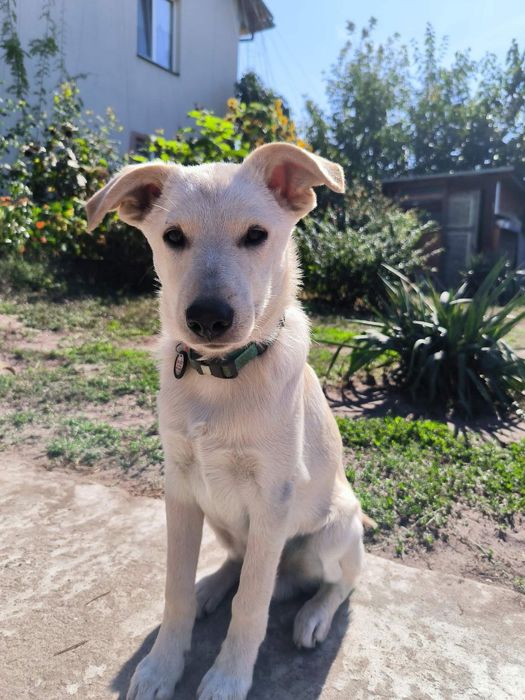 Цуценята в добрі руки