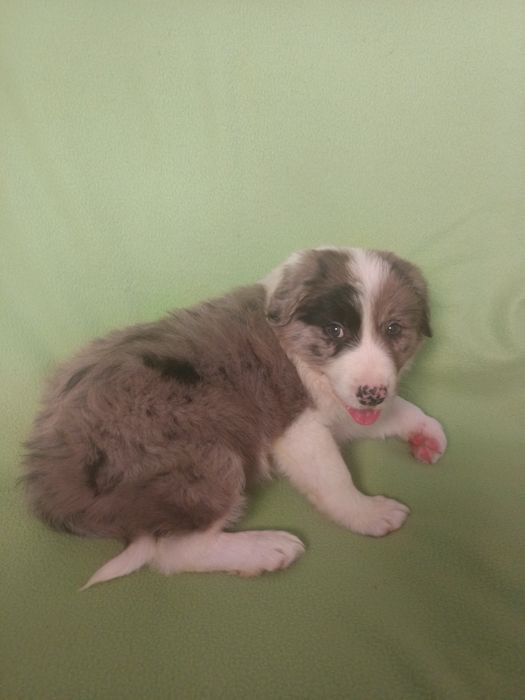 Śluczny piesek Border Collie