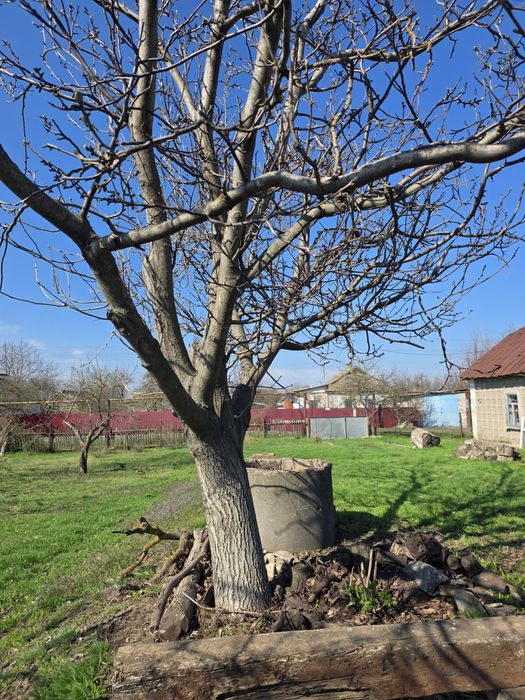 Продам дачу в селі