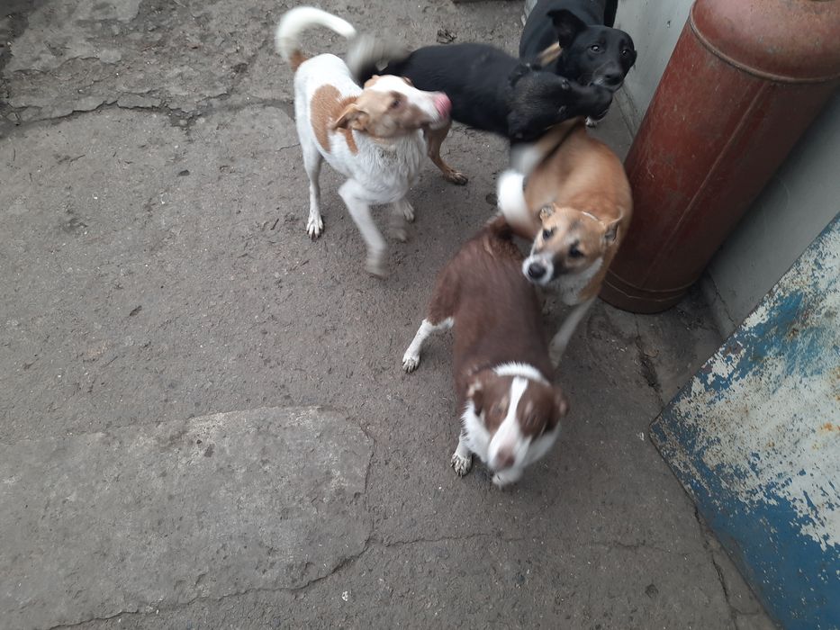 Віддам в добрі руки