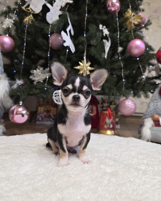 Міні чихуахуа. Хлопчики.