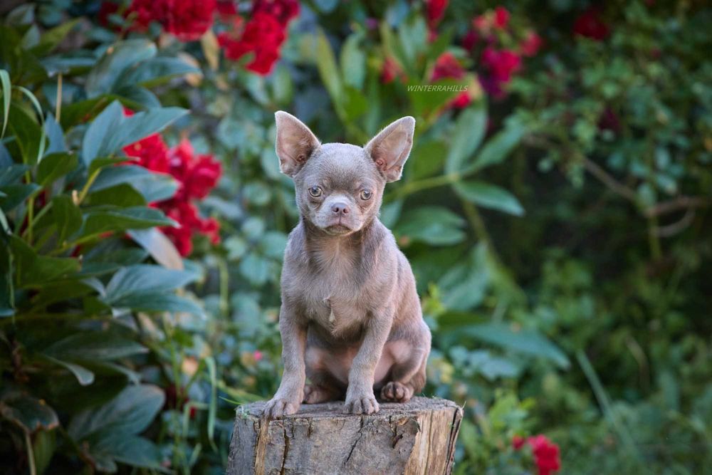 Лілак хлопчик чихуа з документами КСУ