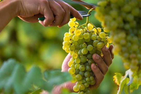 Uvas brancas e tintas