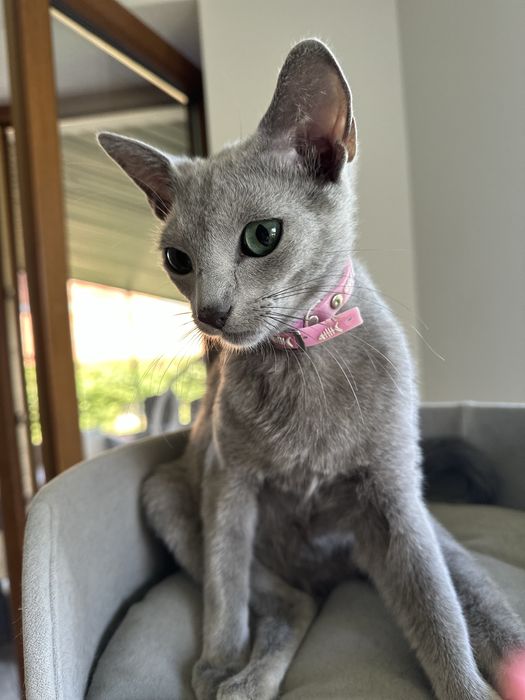 rosyjski niebieski kocurek - ur. 15 X 2024