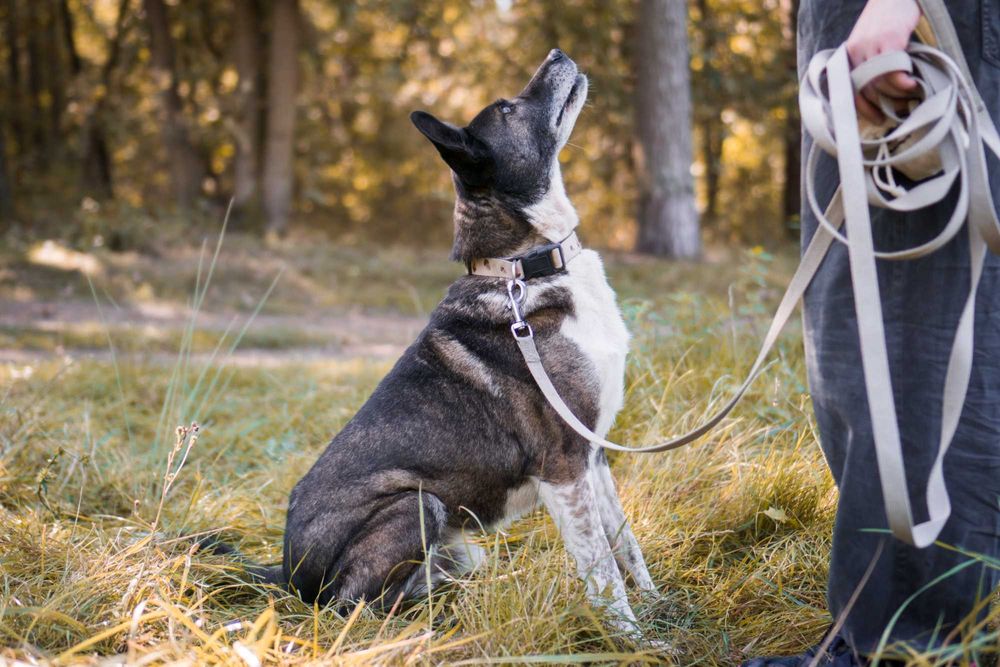 11 letni Salto do adopcji!