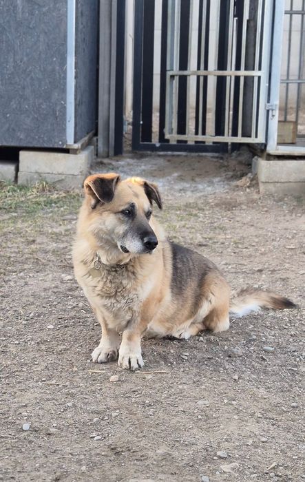 Nero czeka na adopcję