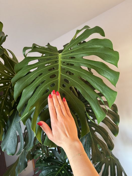 Monstera Deliciosa - piękna, duża