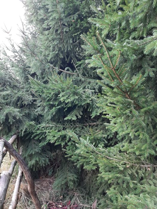 Gałęzie świerkowe gałezie swierkowe świerk choinka świerk srebrny