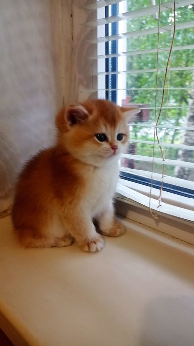 Золоті малюки британці