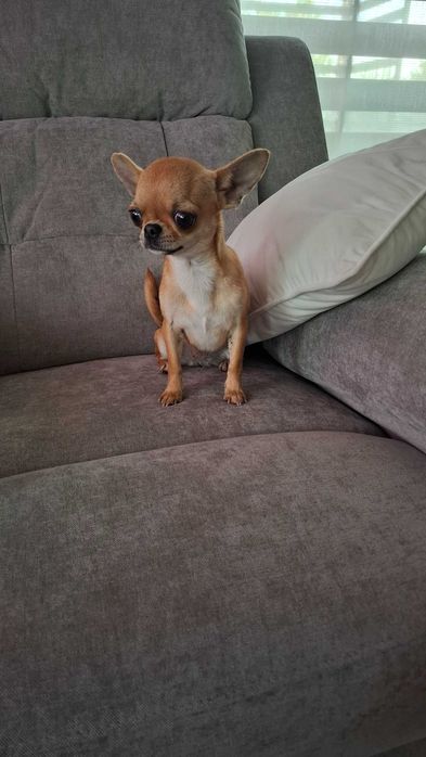 Malenka sunia chihuahua