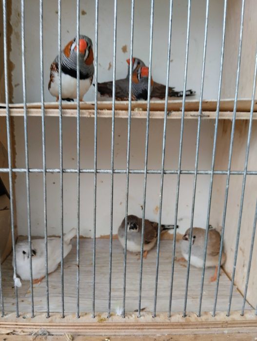 Sprzedam przepiękne zeberki