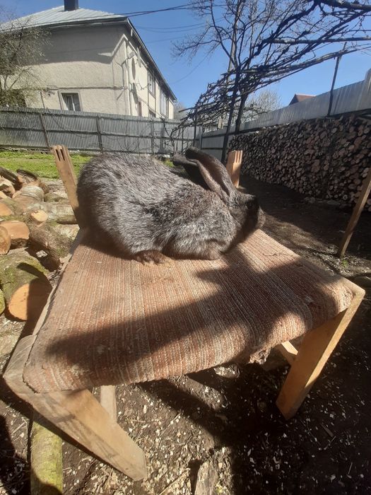 Кролик полтавське срібло