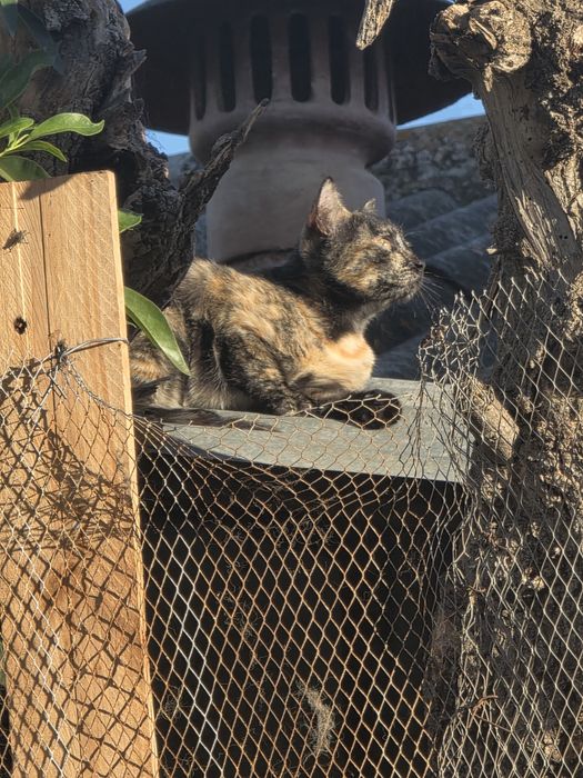 Gatinhos  para adoção