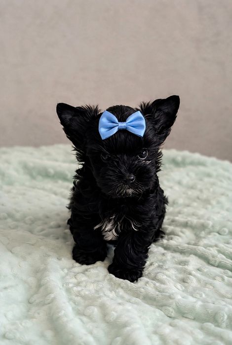 Piesek Yorkshire Terrier Black