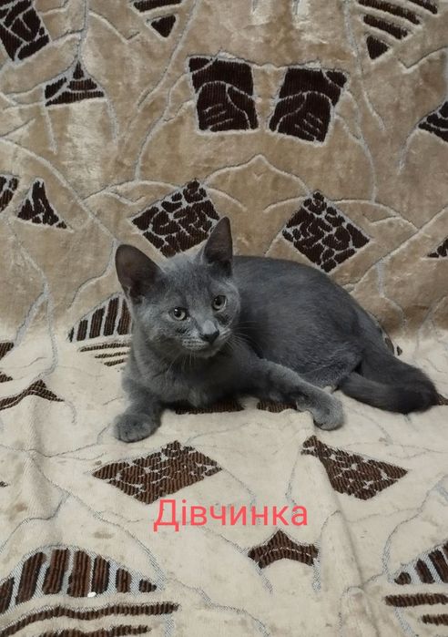Котики і кішечка шукають нову родину. Кошенята. 2 кота і 1 кішечка.