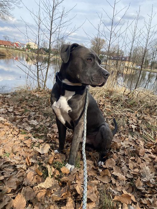 Amstaff szuka nowego domu