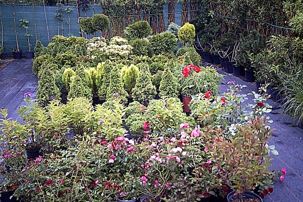 Hortensje Ogrodowe