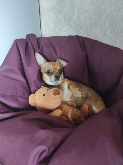 Хлопчик чихуахуа,шукає подружку для вʼязки