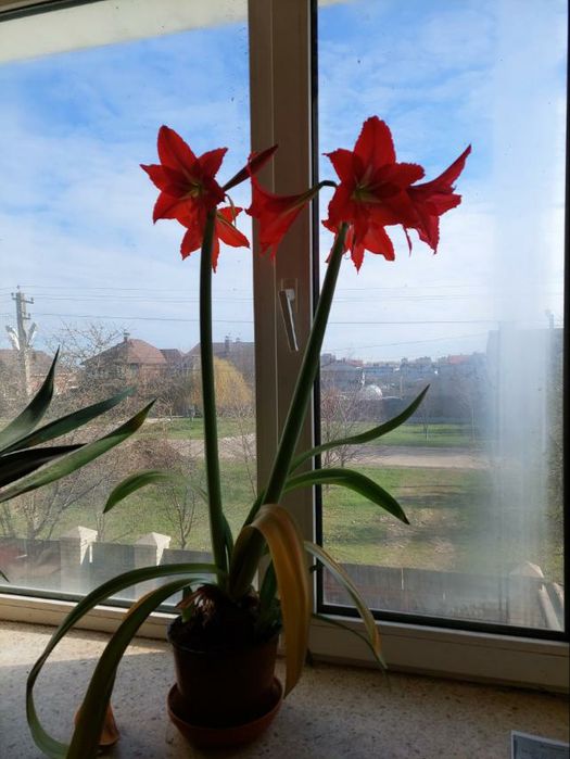 Продам гіппеаструм червоний.