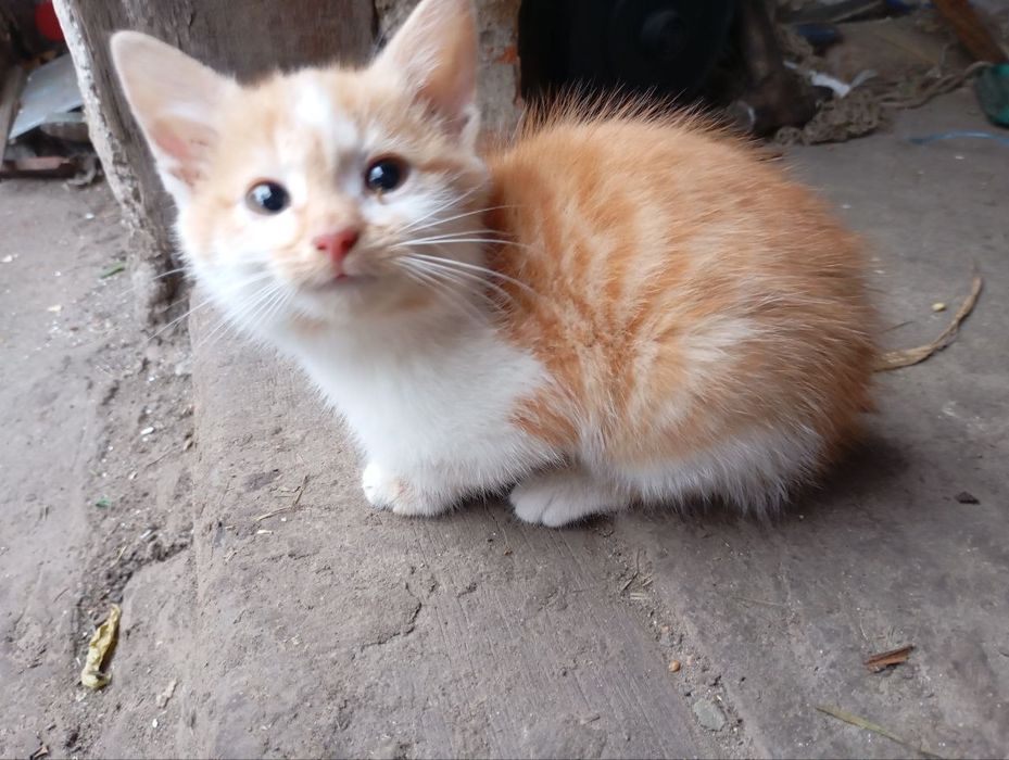 Вiддам чудове кошеня