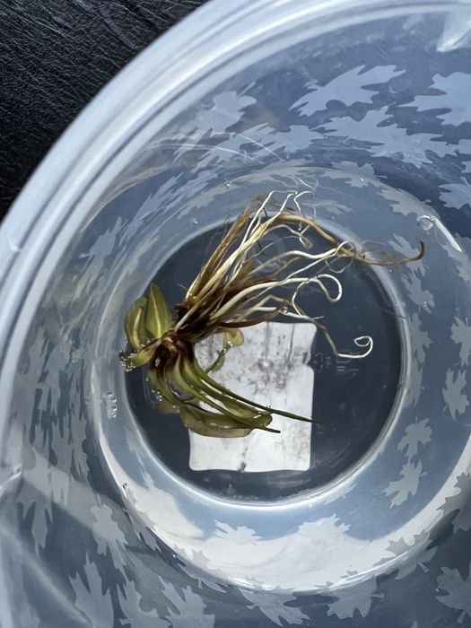 Echinodorus barthii